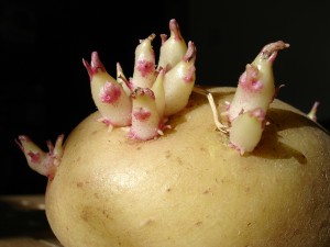 Sprouted potato