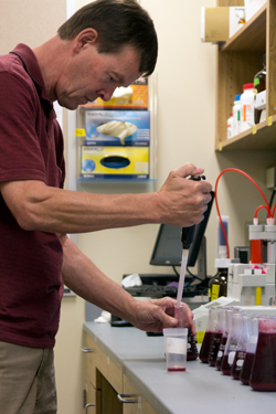 Richard Larsen at the lab bench pipetting grape juice in preparation for analysis.