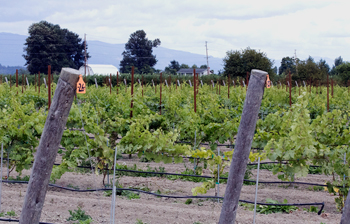 The 2.5-acre certified organic vineyard at WSU's research cetner in Mount Vernon.