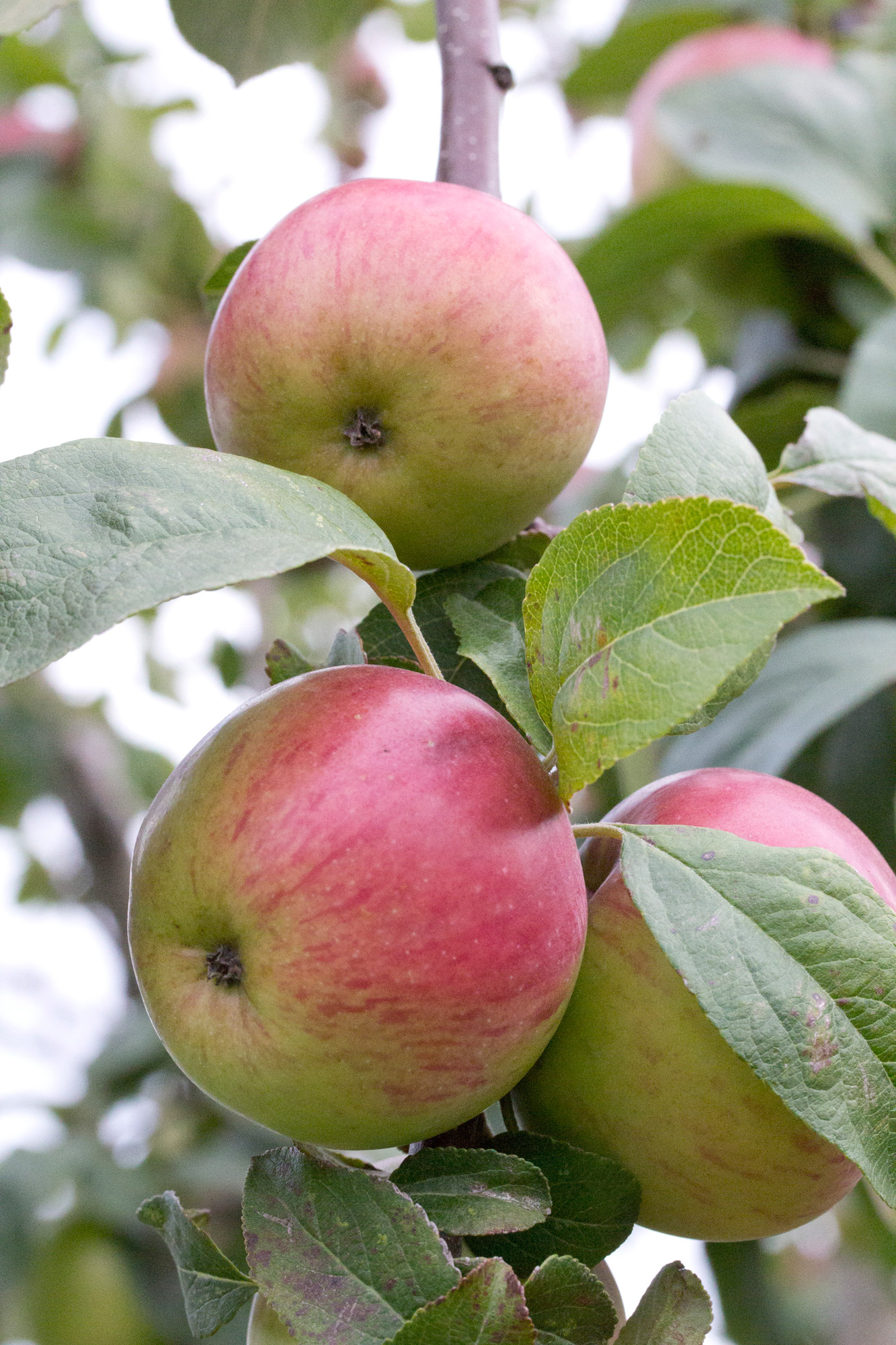 Washington Apple, Pear Growers Approve 27 Million Special Project Assessment to Support WSU