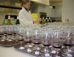 Budding palates: setting up for a wine sensory experiment.