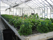 Inside one of the Wilson Road greenhouses; photo courtesy of WSU Hort Club