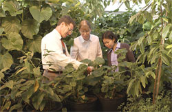 Professor Norm Lewis in greenhouse with graduate students