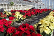 Poinsettias in the old Wilson Road greenhouses