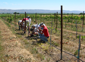 An international group of researchers examines the research vineyard at WSU's Irrigated Agriculture research and Extension Center in Prosser. Photo: Washington State University; high resolution versions available upon request.