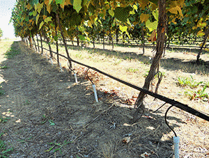 Subsurface microirrigation system for 12-year-old grape vines at WSU Roza Research Farm near Prosser, Washington. (Photo by Pete Jacoby, WSU)