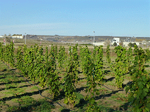 The research and testing vineyard at the Wine Science Center overlooking the Sagemoor Vineyards in Pasco.