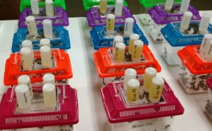 Bees in cages feeding on fungal extracts. Photo by Paul Stamets.