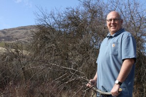 David Benscoter, an amateur apple detective, holds a pruned branch of a 125-year-old apple tree found at Steptoe Butte. Directly behind him is a tree believed to be a formerly-thought-extinct variety called Nero. Seth Truscott/CAHNRS photo