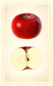 Artist Charles Steadman painted this watercolor of a Nero apple, now in the USDA Pomological Watercolor Collection, in 1925. Nero was believed to be lost; WSU researchers are trying to bring it back using cuttings from a ‘lost’ Palouse orchard. Special Collections, National Agricultural Library