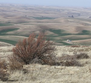 Fruit trees have survived on the slopes of Steptoe Butte since they were planted from 1888 to 1894 by homesteader Robert E. Burns. Seth Truscott/CAHNRS photo