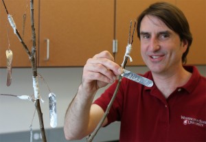 Nathan Tarlyn, research assistant in Dhingra’s Genomics and Biotechnology laboratory, shows the ‘Nero’ tag on a grafted apple tree created with scions from century-old apples discovered on the Palouse. Seth Truscott/CAHNRS photo
