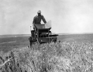 Superintendent Walter Nelson uses a nursery combine to cut a row of wheat at the Dryland Experiment Station in 1958. (MASC, WSU Libraries)