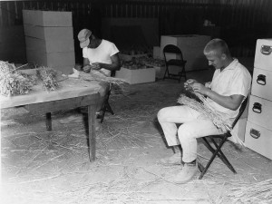 Students examine wheat at the Lind station in 1964. (Photo by Leonard Young/MASC, WSU Libraries)