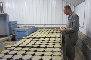 Lind today: John Jacobsen, agricultural research technician, checks for emergence in an experiment at WSU’s Dryland Research Station. (WSU photo)
