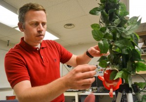 Joseph Davidson, a doctoral student at WSU Tri-Cities, places an apple on a fake tree in order to test the latest prototype of the apple-picking robot. (Photo by Maegan Murray, WSU Tri-Cities)