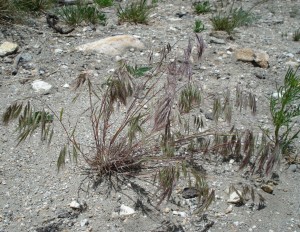 Invasive cheatgrass can be fought with soil bacteria, in methods being explored by Ann Kennedy, a USDA-ARS scientist at Washington State University.