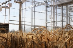 Experimental crops at the newly expanded, state-of-the-art Plant Growth Facility at WSU will help the state's wheat and barley growers.