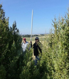 Gary Kuhn, left and Dennis Robinson, retired NRCS foresters, measure juniper trees at the Davenport Living Snow Fence after 10 years of growth. (Photo by Andy Perleberg, WSU Extension)