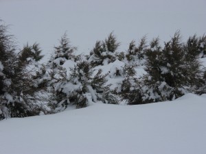 The five-year-old Davenport living snow fence captures 35 inches of snow in January 2008. (Photo by Andy Perleberg, WSU Extension)