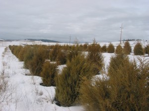 For the past decade, WSU’s Living Snow Fence has survived and thrived near Davenport. The fence was planted in 2003 to show that Great Plains-style live windbreaks can grow in eastern Washington. (Photo by Andy Perleberg, WSU Extension)
