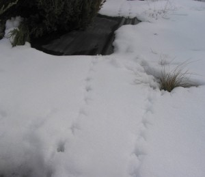 Pheasant tracks show that wild birds find cover at the living fence in winter. (Photo by Andy Perleberg, WSU Extension)