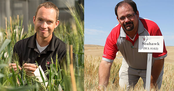 Arron Carter, WSU winter wheat breeder, and Mike Pumphrey, spring wheat breeder, are new co-recipients of the O.A. Vogel Endowed Chair in Wheat Breeding and Genetics.