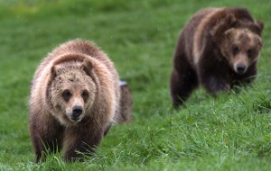 Hair color or frightening nature, what is the true origin of the name grizzly bear?