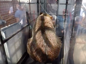 One of our WSU grizzlies sitting on the treadmill after taking part in a session on the equipment.