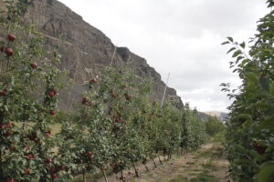 Young apple trees in Wenatchee, Washington.