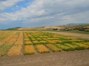 Small plots of peas in a field.