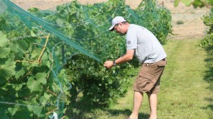 Robb Zimmel pulling netting over vines