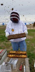 Riley Reed in beekeeper keeper grabbing tray from beehive and bees swarming all around