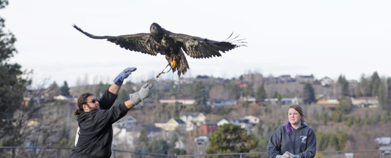 Morris, a Bald Eagle, practices flight with Devin Schell