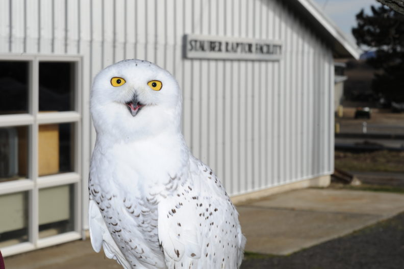 Tundra, a resident Snowy Owl