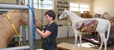 Veterinary student examining a live horse with painted horse in the background.