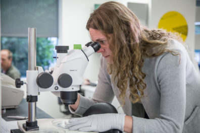 Dr. Adair is looking through a microscope