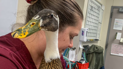 Veterinary technician holding the duck