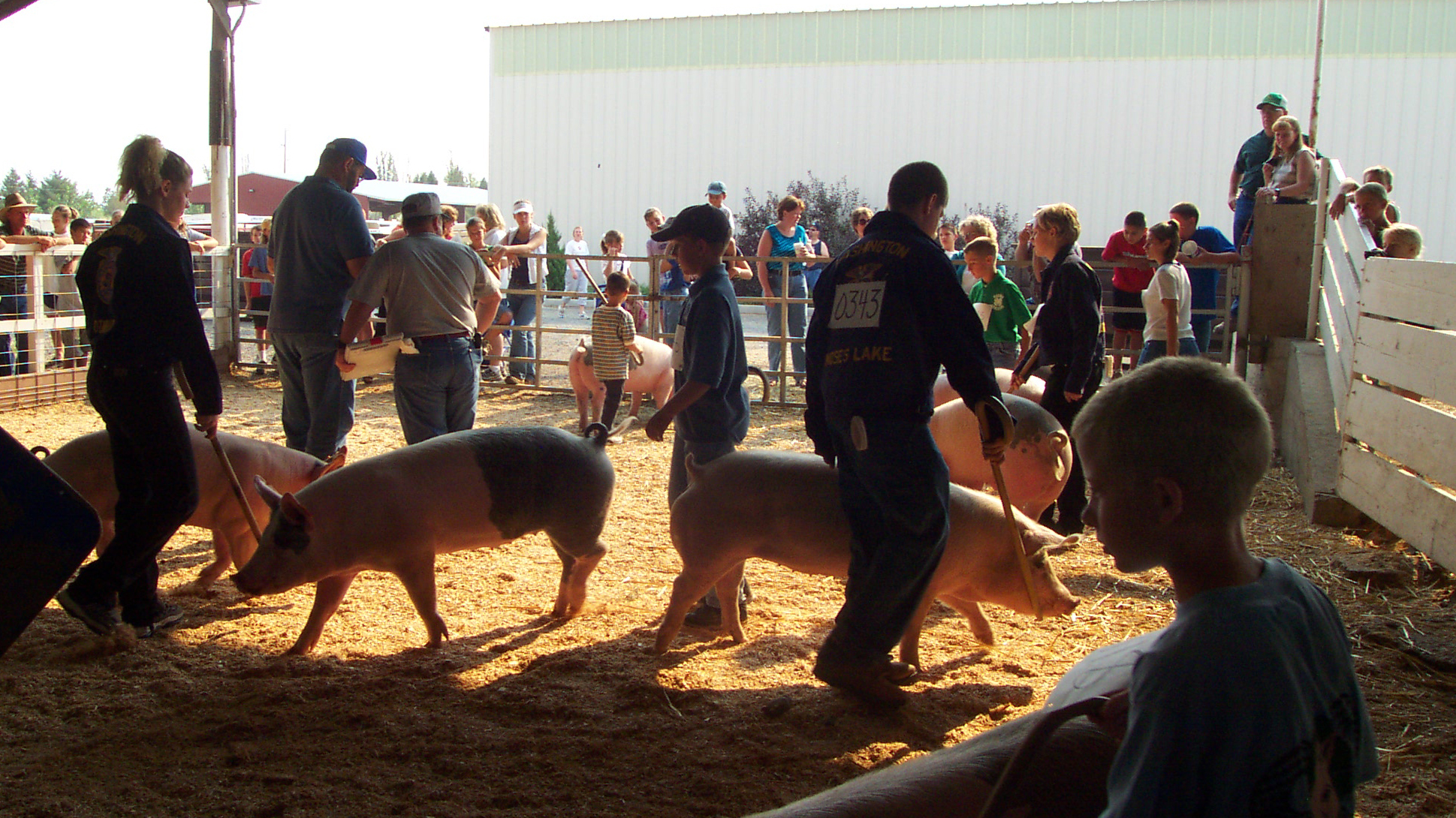Youth Producers Animal Agriculture Washington State University