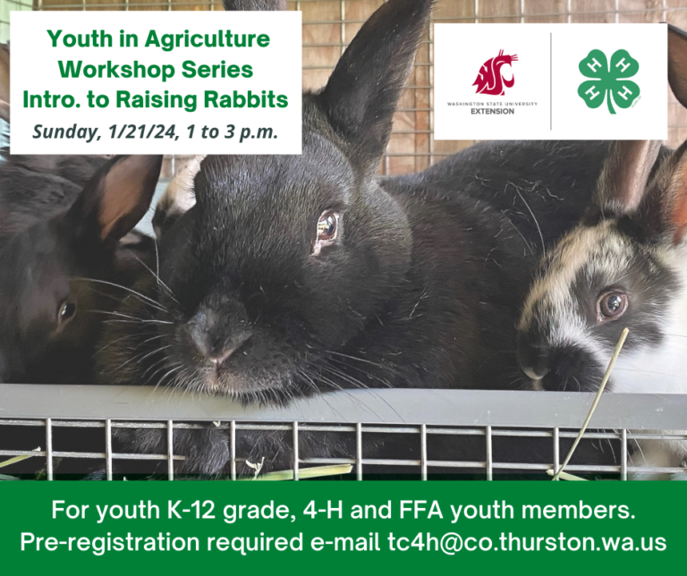 News | 4-H Youth Development Program | Washington State University