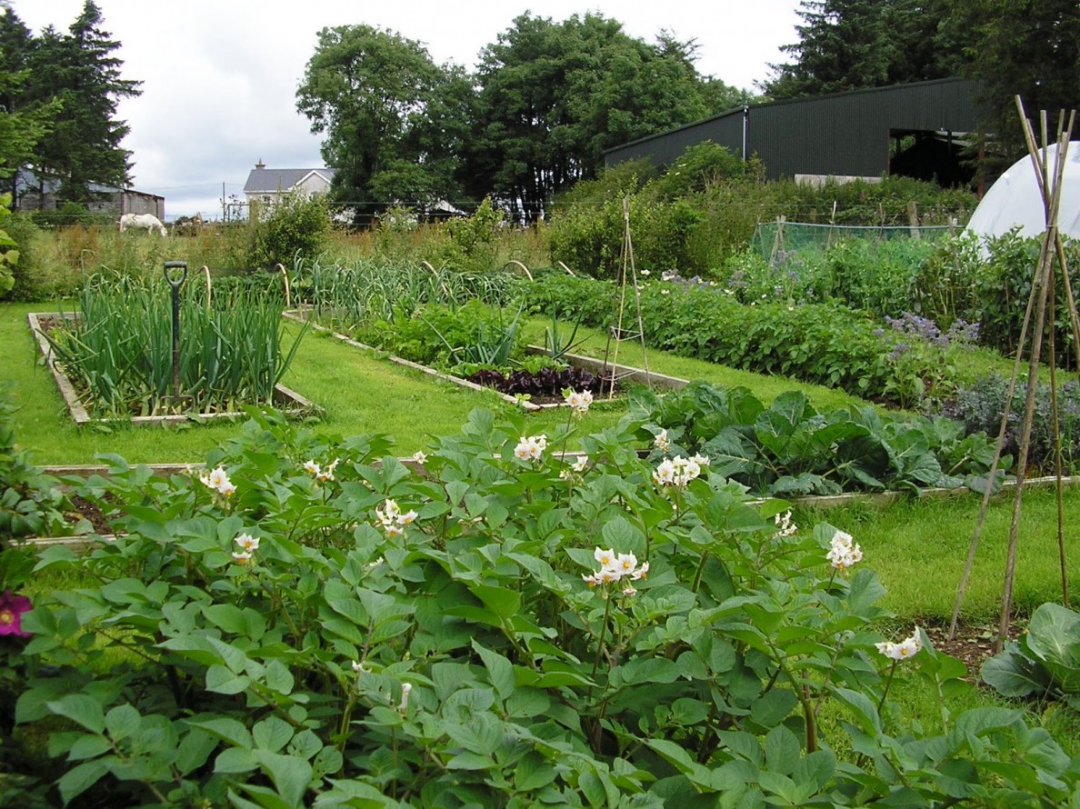 Using Crop Rotation in Home Vegetable Gardens Snohomish County