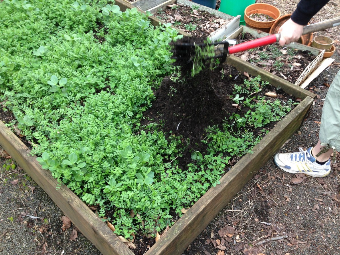 Cover Crops Snohomish County Washington State University