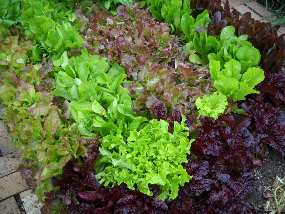 Growing Groceries Vegetables A to Z 2 Snohomish County Washington