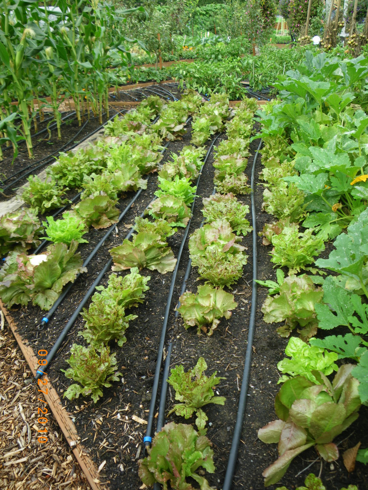 Online Class Watering Your Vegetable Garden Saving Time, Money