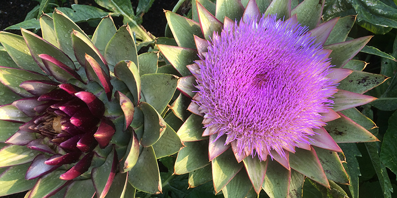 artichoke flower