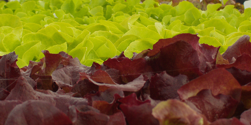 lettuce plants