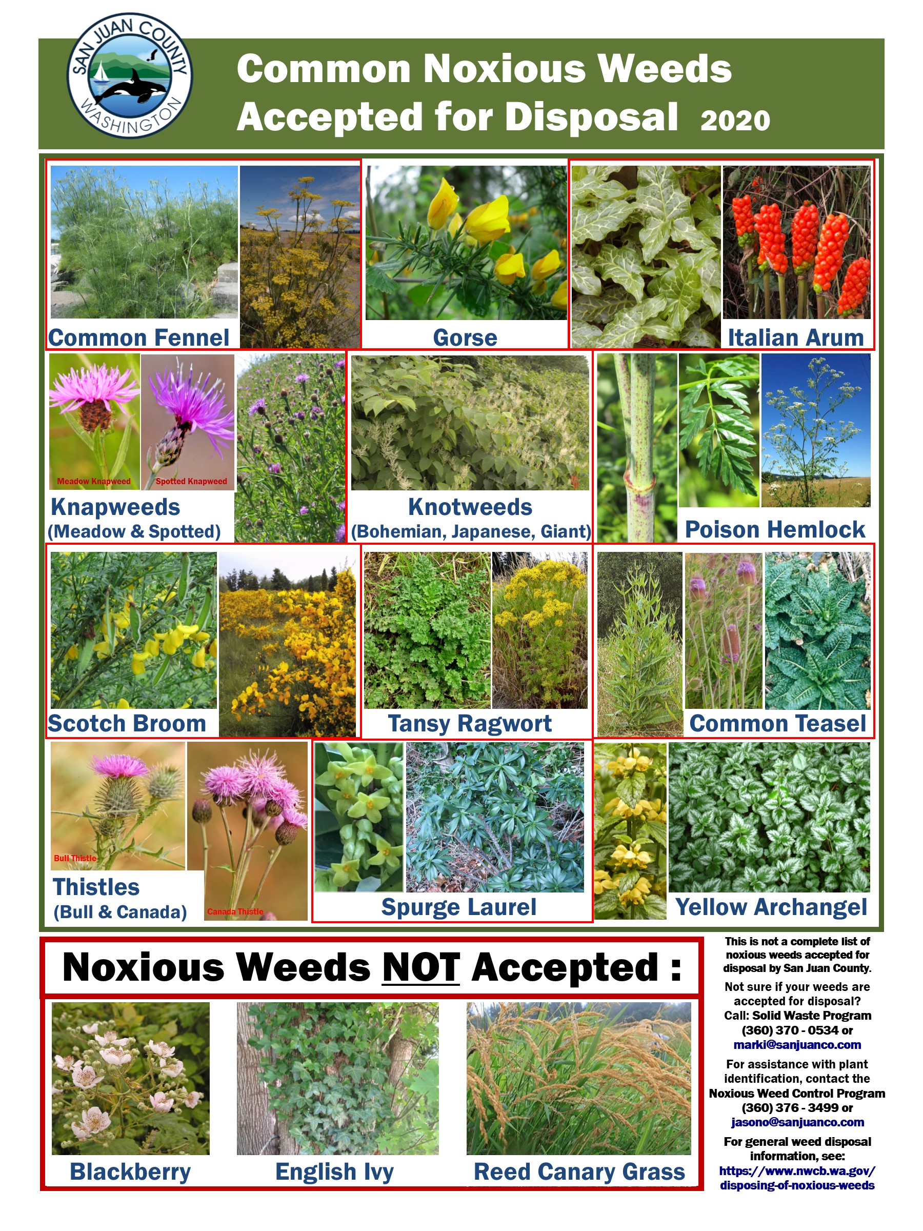 Noxious Weeds San Juan County WSU Extension Washington State University