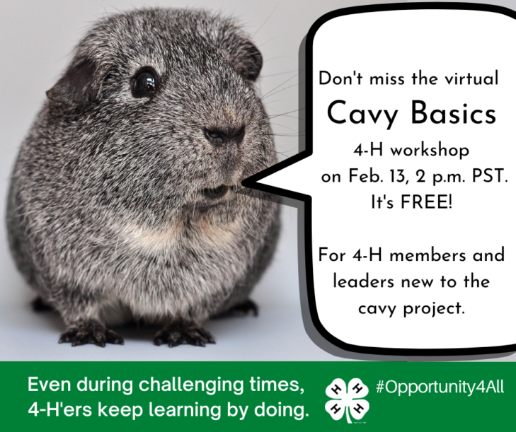 4H Cavy Basics Thurston County Washington State University