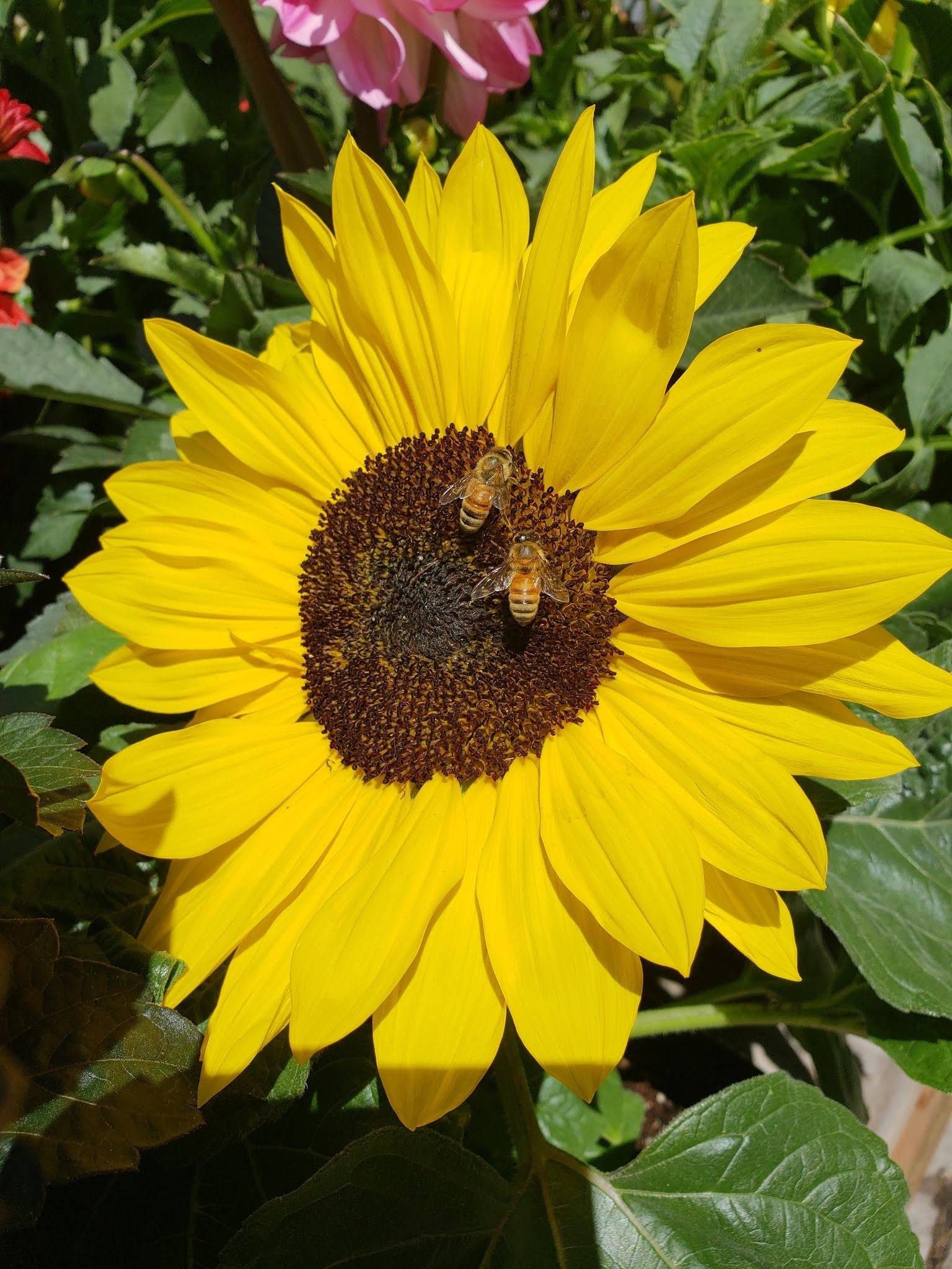 Pollinator-Friendly Gardening – Tip Sheet #12 | King County