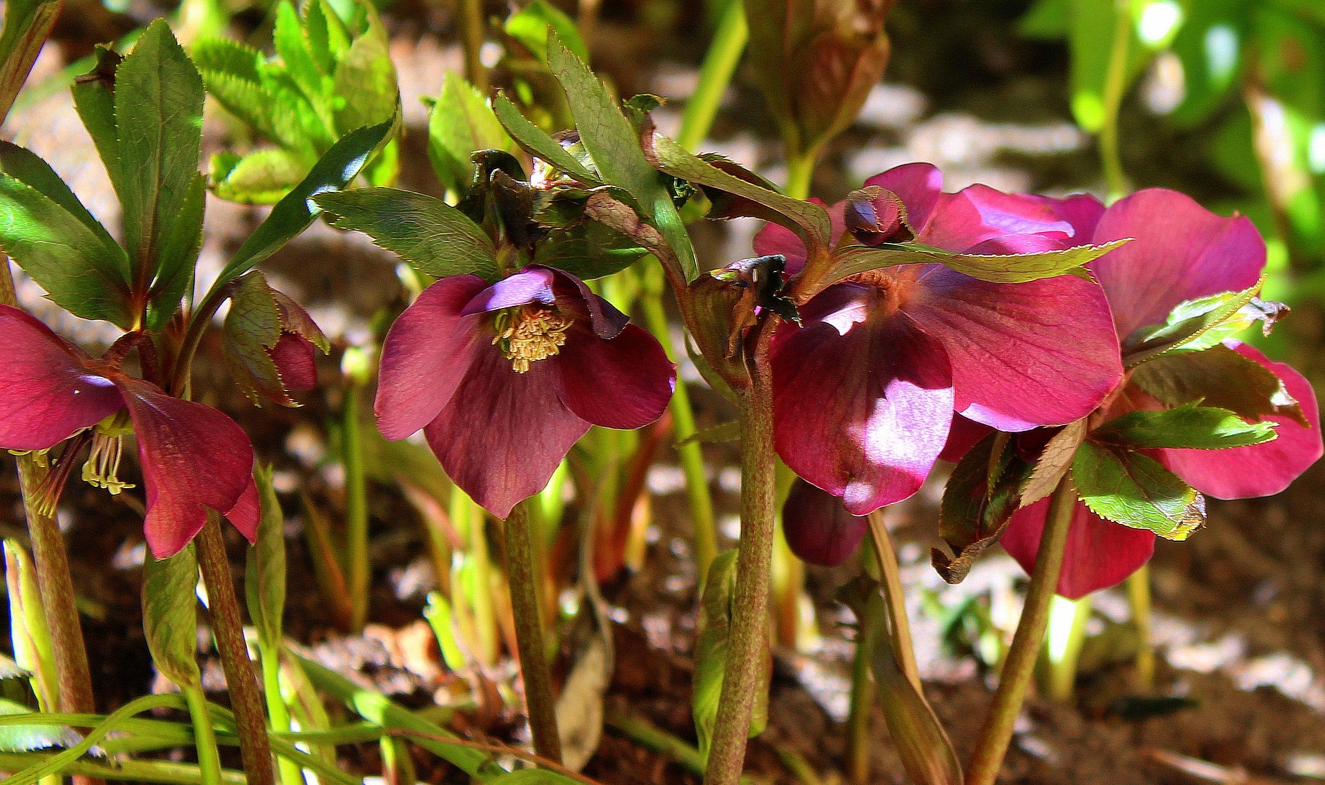 Spring hellebore